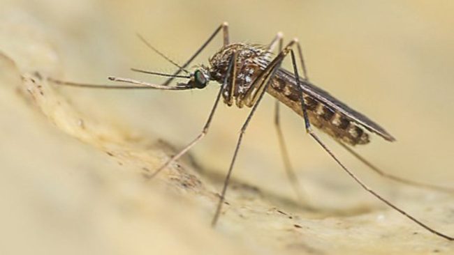 L’Asp individua un caso di West Nile Virus in un cavallo del Catanese