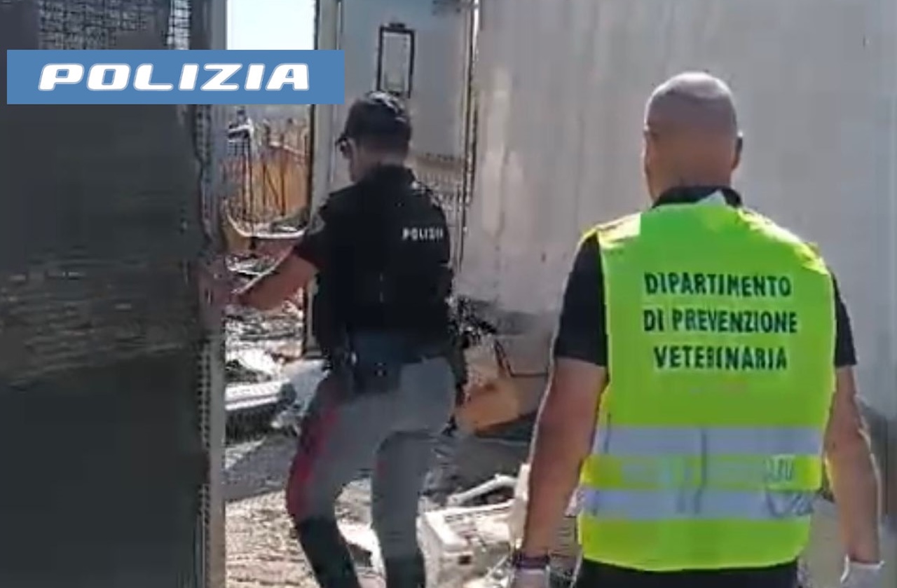 Un cavallo rinchiuso, una discarica abusiva e un’officina illegale: sequestrato terreno a Misterbianco