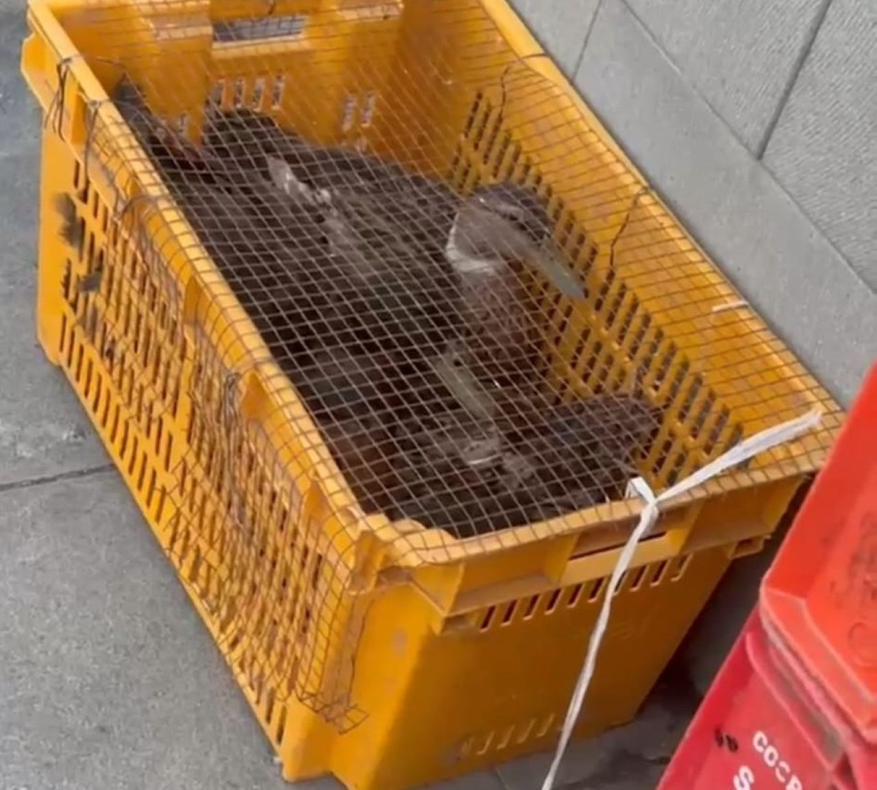 Associazione Teg4Friends interviene contro il maltrattamento degli animali nel Catanese