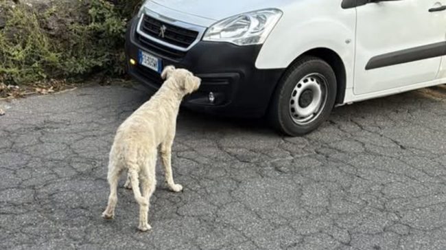 Randagi sotto controllo a Mascali: cagnolina “Pupa” salvata e sterilizzata