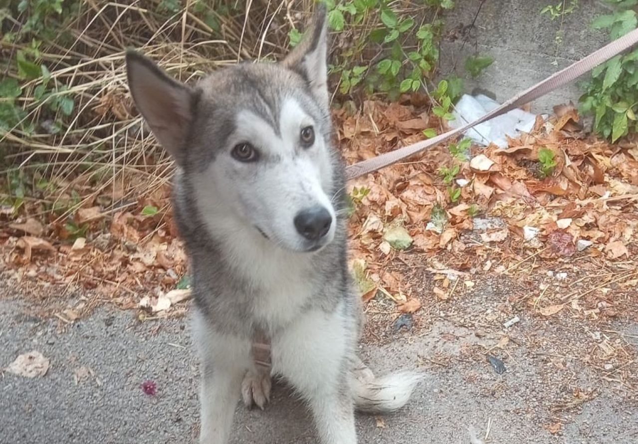 Salvato cane lanciato da un viadotto della Palermo-Sciacca. Ferrandelli: “Indagini avviate per individuare i responsabili”