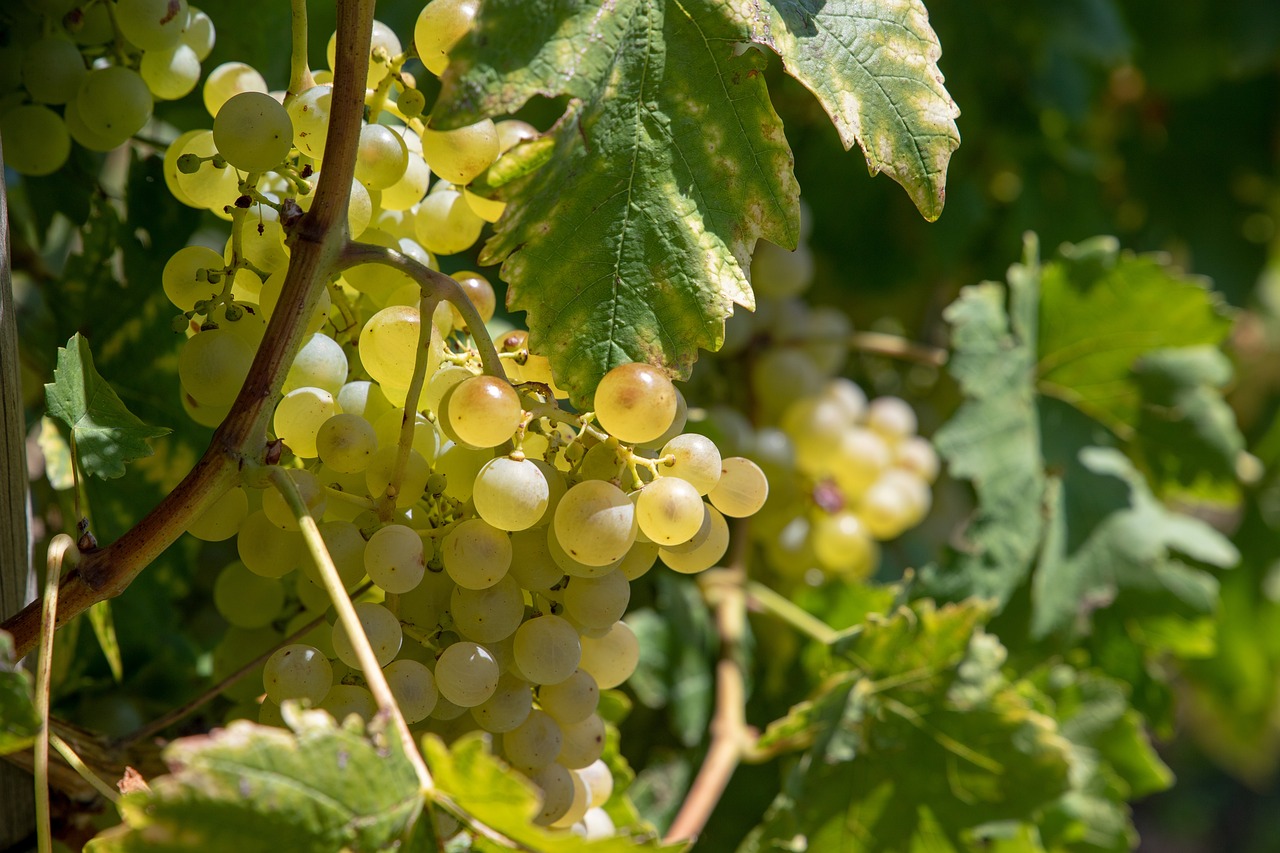 Uve ottime e ritorno alla normalità. Fiducia per la vendemmia in Sicilia