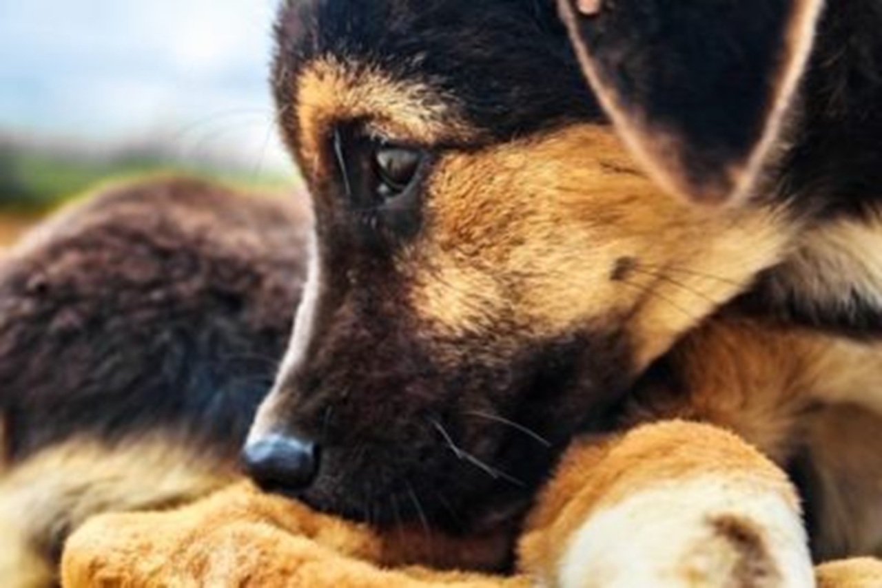 Siracusa, strage di cani avvelenati: la denuncia per “l’atrocità del gesto”