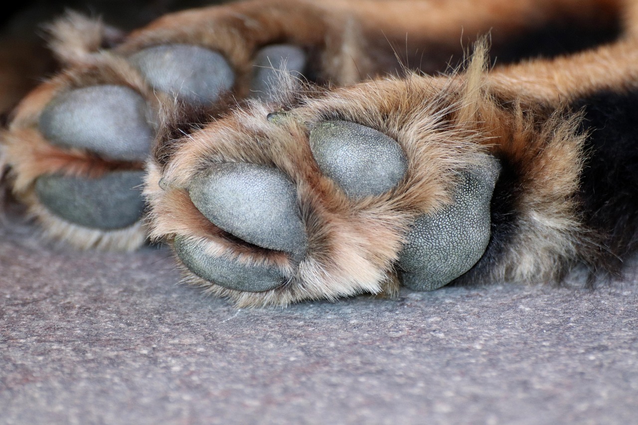 Cane senza vita in una valigia abbandonata: ritrovamento shock nel quartiere
