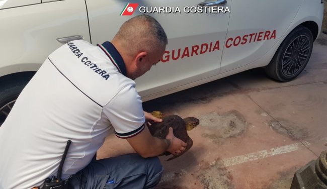 Salvata tartaruga in difficoltà che aveva ingerito un amo