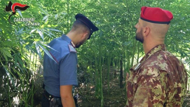 Scoperta piantagione di marijuana in un appartamento di Giarre: guai per un 74enne