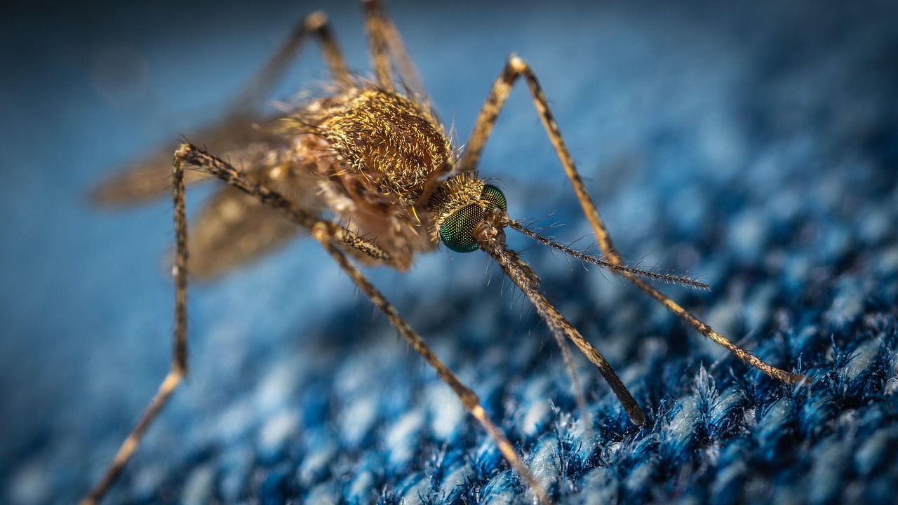 Allarme rientrato: niente West Nile nel sospetto caso di Palermo