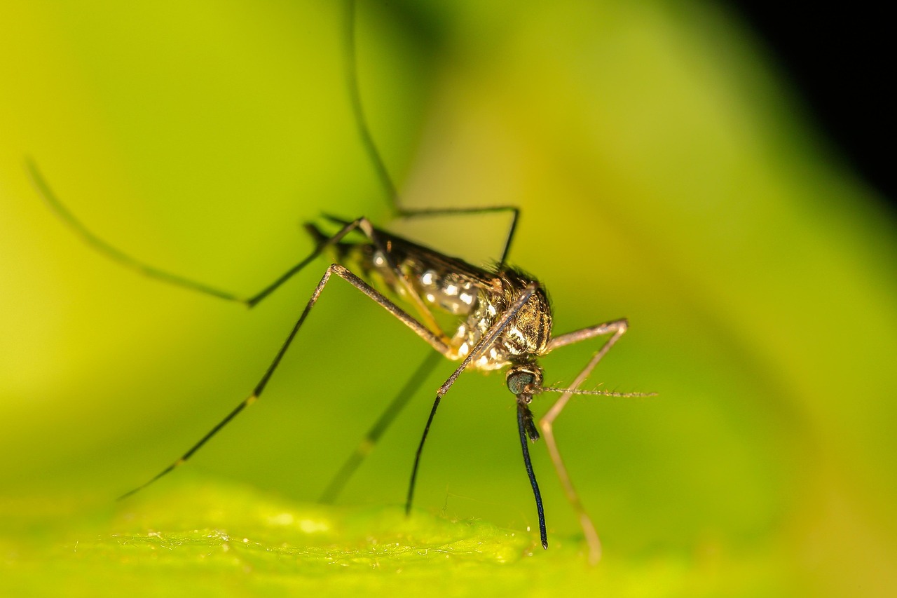 Primo caso di West Nile a Messina