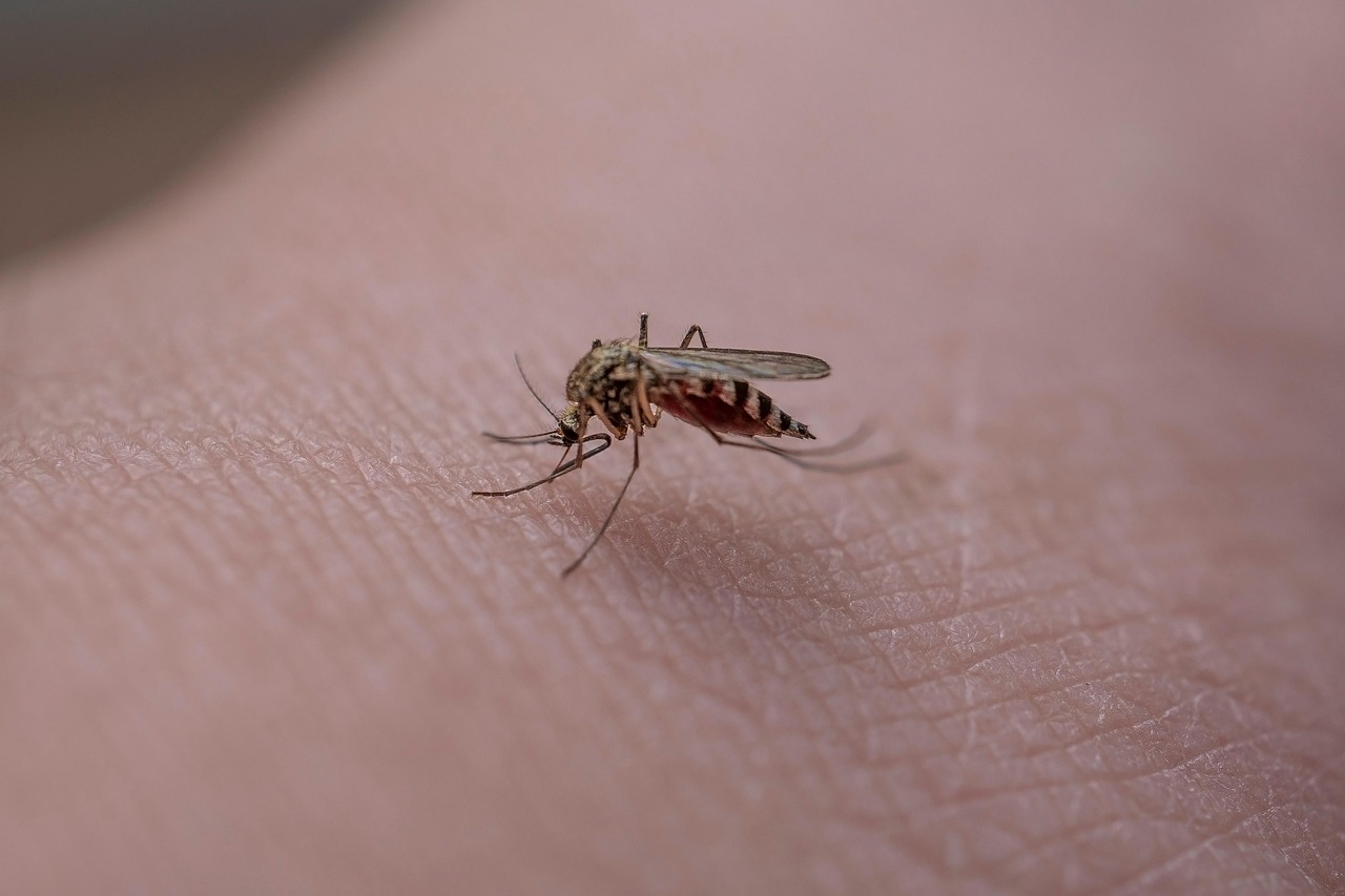 Virus West Nile, primo caso sospetto al Policlinico di Palermo