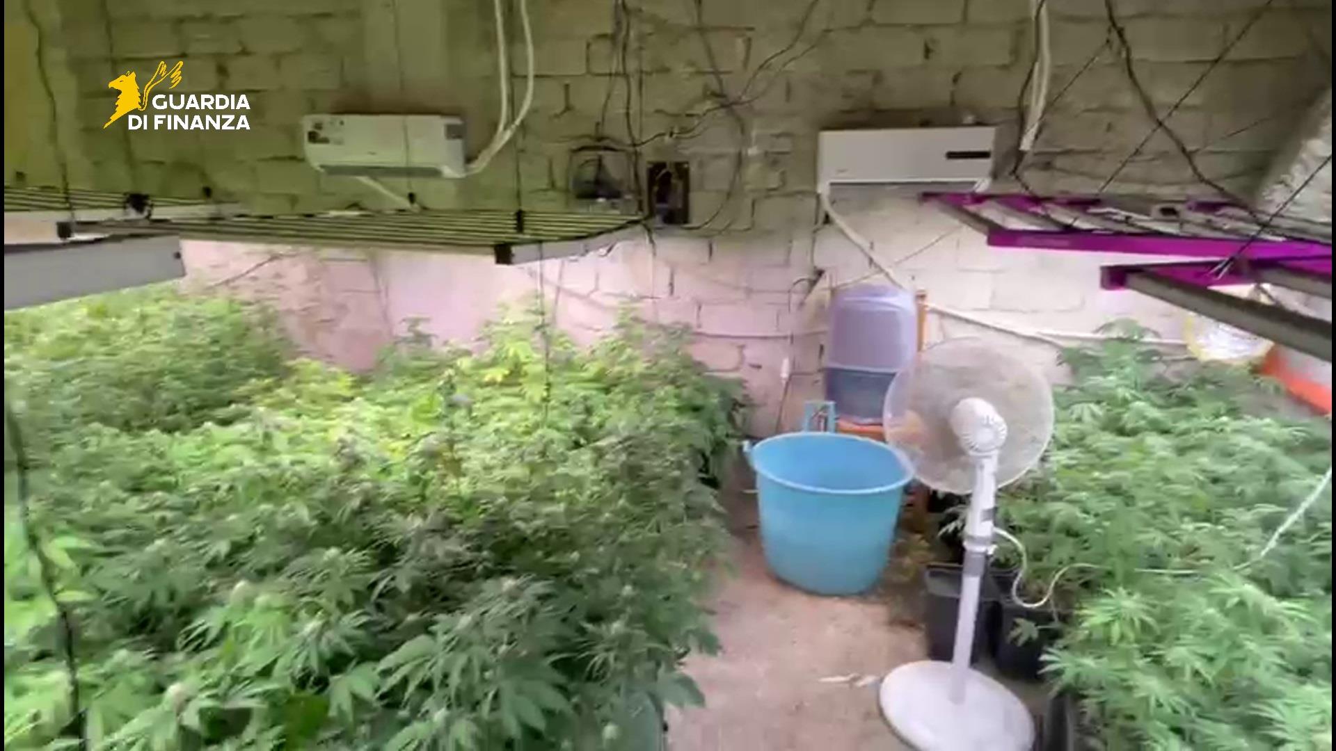 Bolognetta, scoperta maxi piantagione di marijuana: oltre 900 piante e 225mila euro di energia rubata