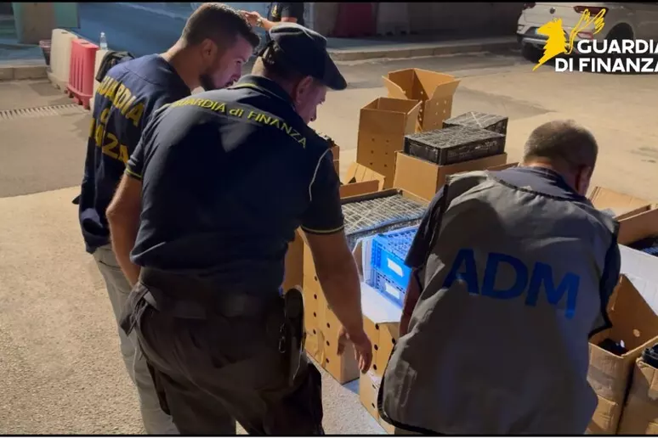 Pozzallo, maxi-sequestro di oltre 2.600 uccelli protetti destinati al mercato illegale di Malta