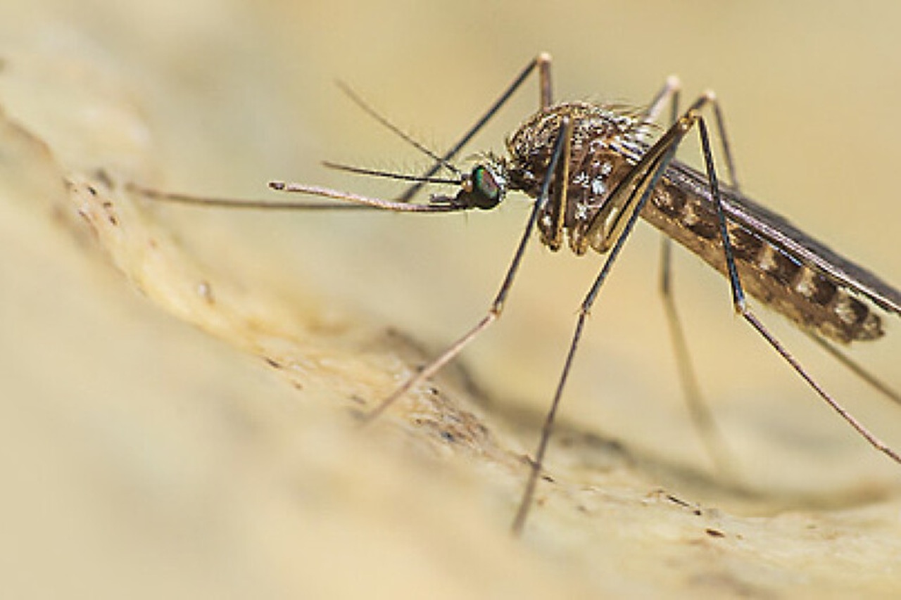 Caso West Nile in Sicilia, Giaconia: “Palermo attivi subito un piano straordinario di disinfestazione”