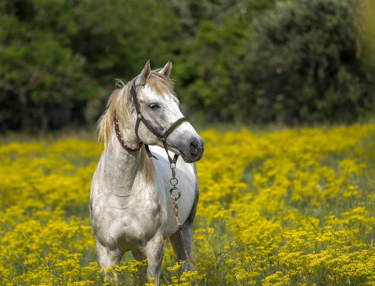 Adolescente cade da cavallo nell’Agrigentino: ferita gravemente