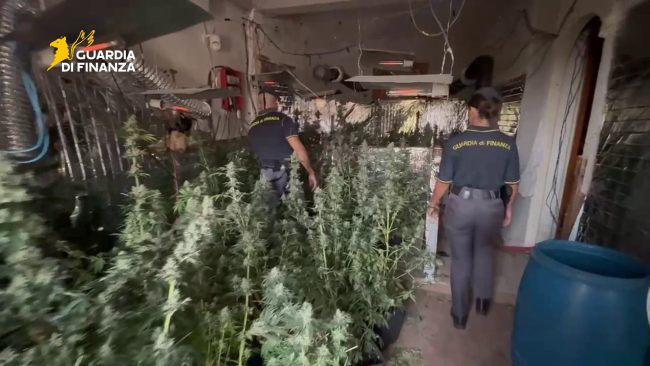 Nascondevano una piantagione di marijuana nel Palermitano: beccati titolare e complice
