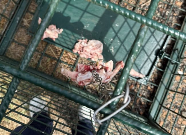 Mascali, al via il piano contro il randagismo: gabbie trappola per la cattura sicura dei cani vaganti