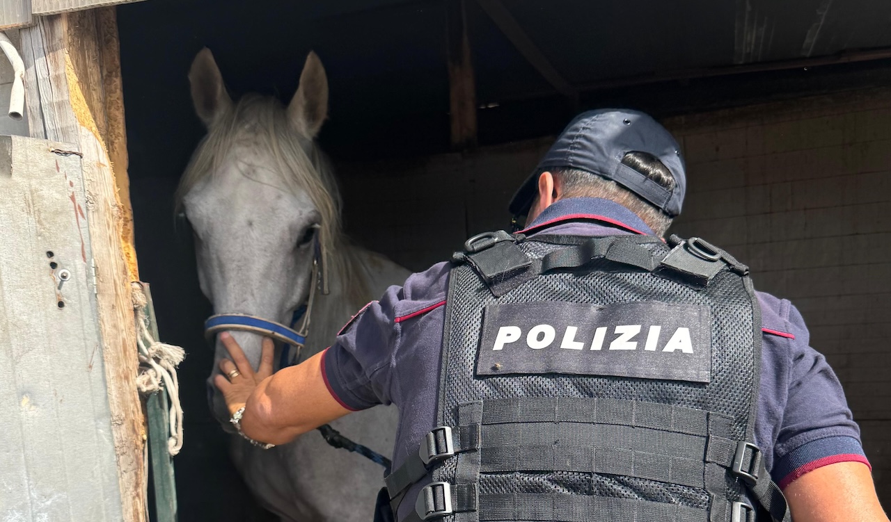 Deteneva cavalli senza autorizzazione, svelati i “segreti” di un catanese a San Cristoforo
