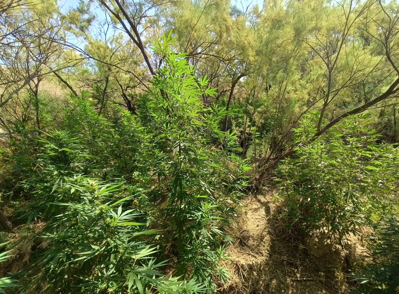 Centuripe, scoperta una coltivazione illegale di canapa indiana