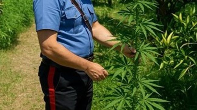 Ramacca, arrestato 33enne per coltivazione di canapa indiana nelle campagne locali