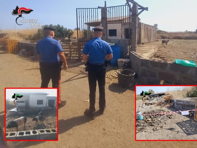Catania, sequestrato allevamento abusivo nell’Oasi del Simeto: animali tra i rifiuti e scarichi illegali