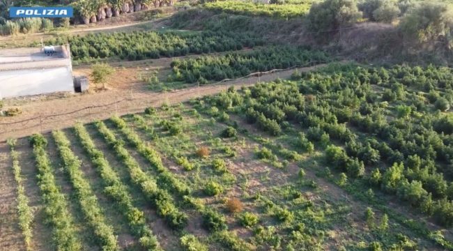 Aziende regolari “convertite” alla produzione di droga, operazione nel Palermitano