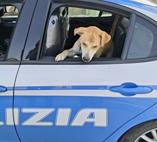 Enna, salvato un cane che circolava sulla SS121: lieto fine per Teo