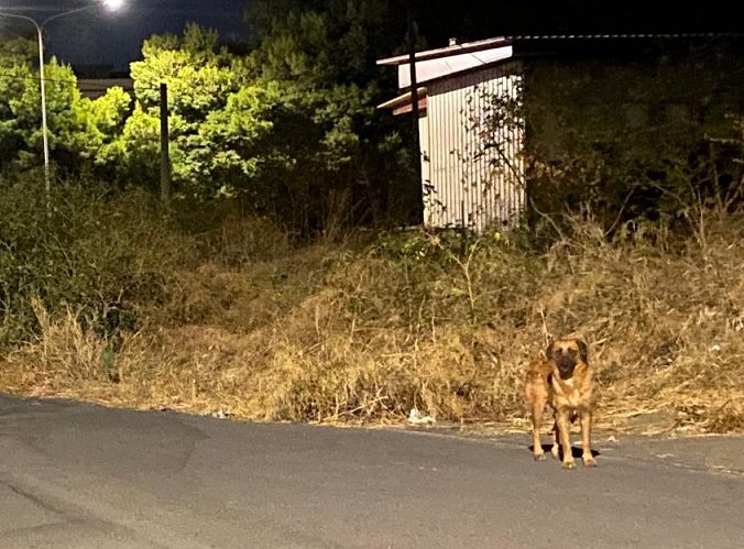 Branchi e aggressioni a Catania, l’emergenza randagismo mette alle strette il quartiere Rapisardi