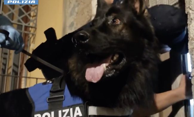 Catania, maxi-operazione contro il clan Scalisi: 14 arresti per mafia, droga ed estorsioni