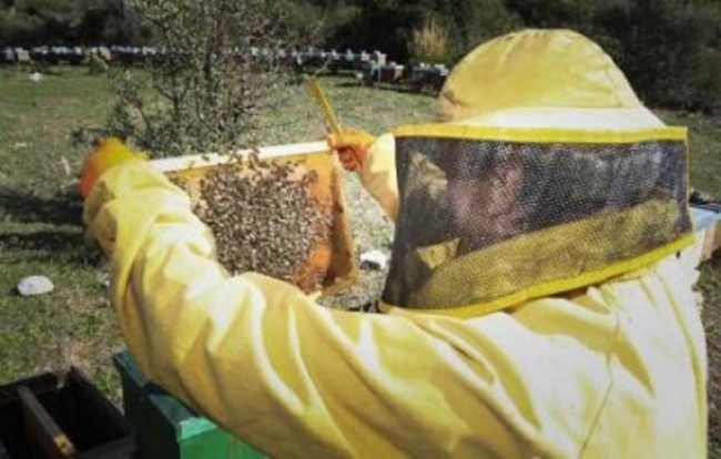 Avviato in Sicilia il nuovo bando per la campagna apistica. Dall’assistenza tecnica alla commercializzazione