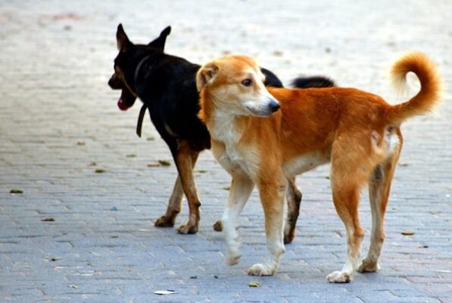 Sciacca, due cani uccisi con violenza: indagini in corso