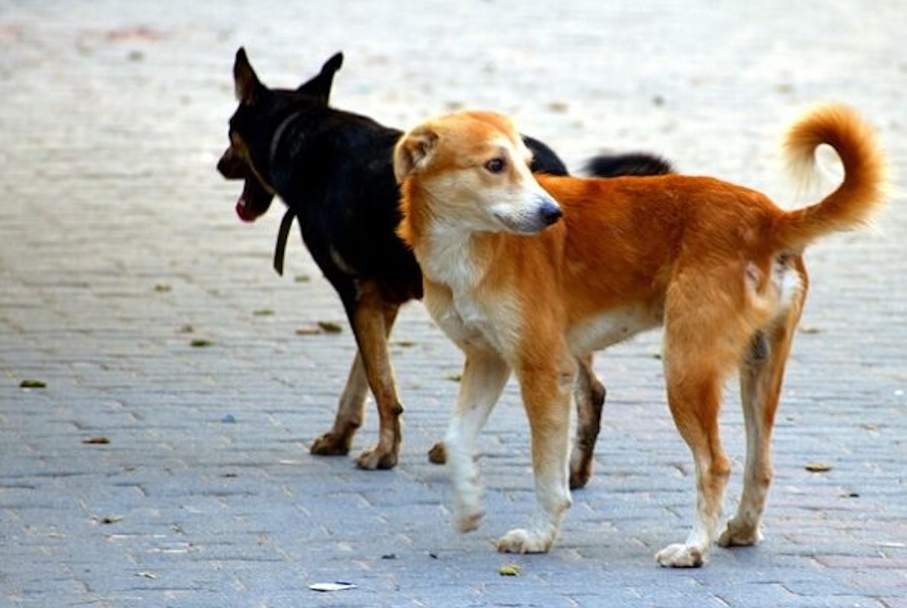 Sciacca, due cani uccisi con violenza: indagini in corso