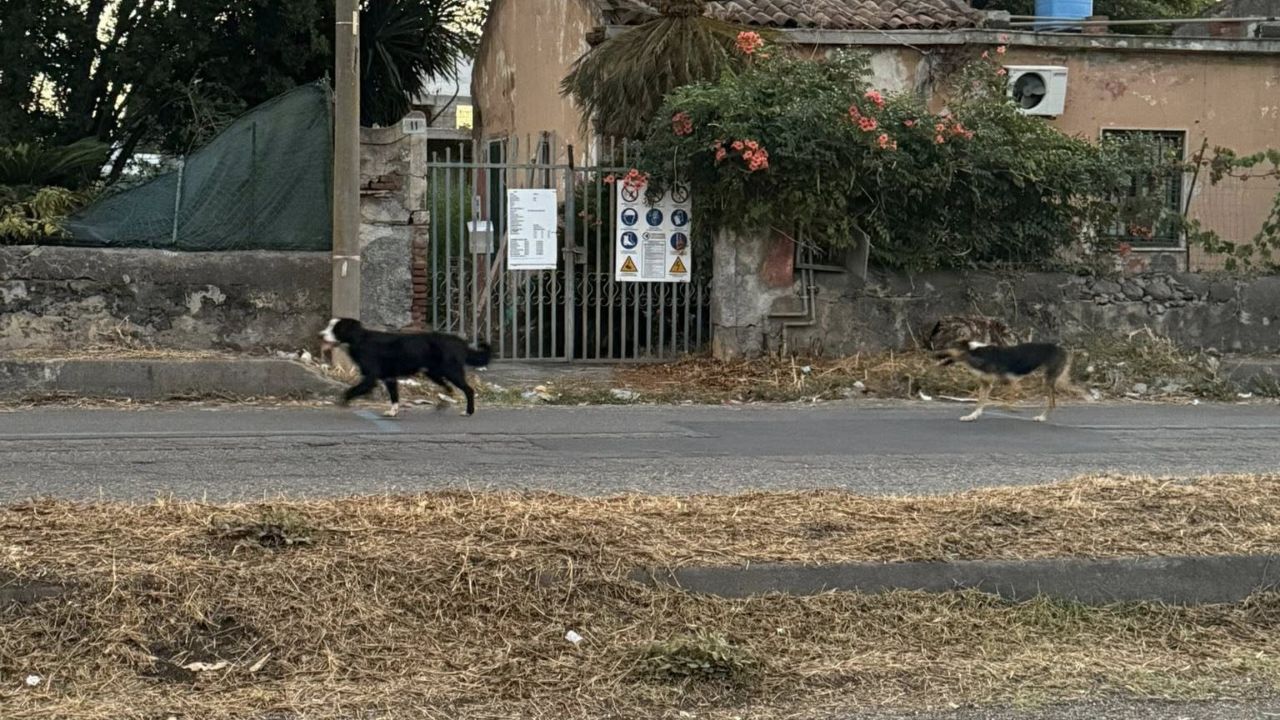 Mascali in prima linea per il recupero di cani randagi