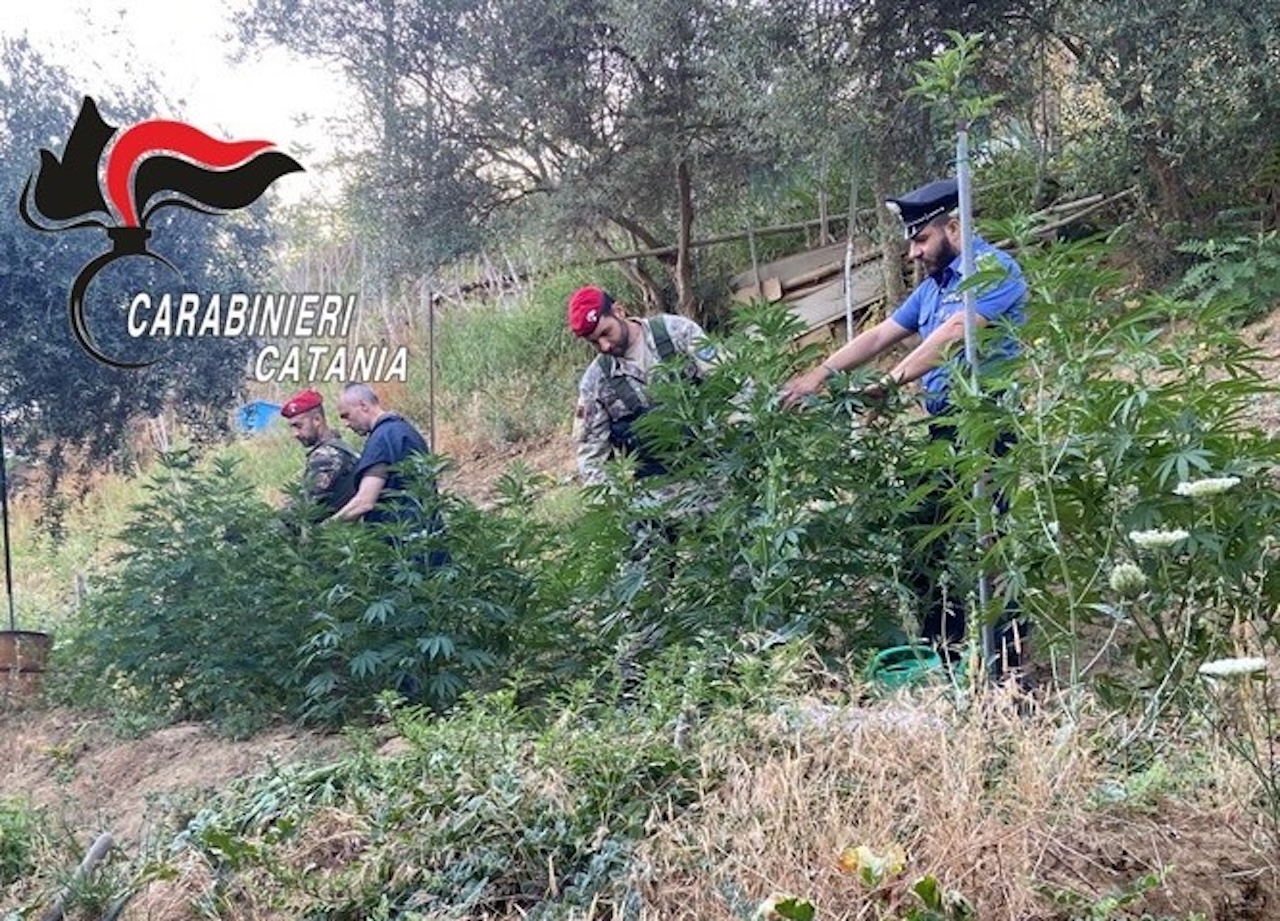 Caltagirone, coltiva piante di cannabis ma le strappa alla vista dei carabinieri: arrestato