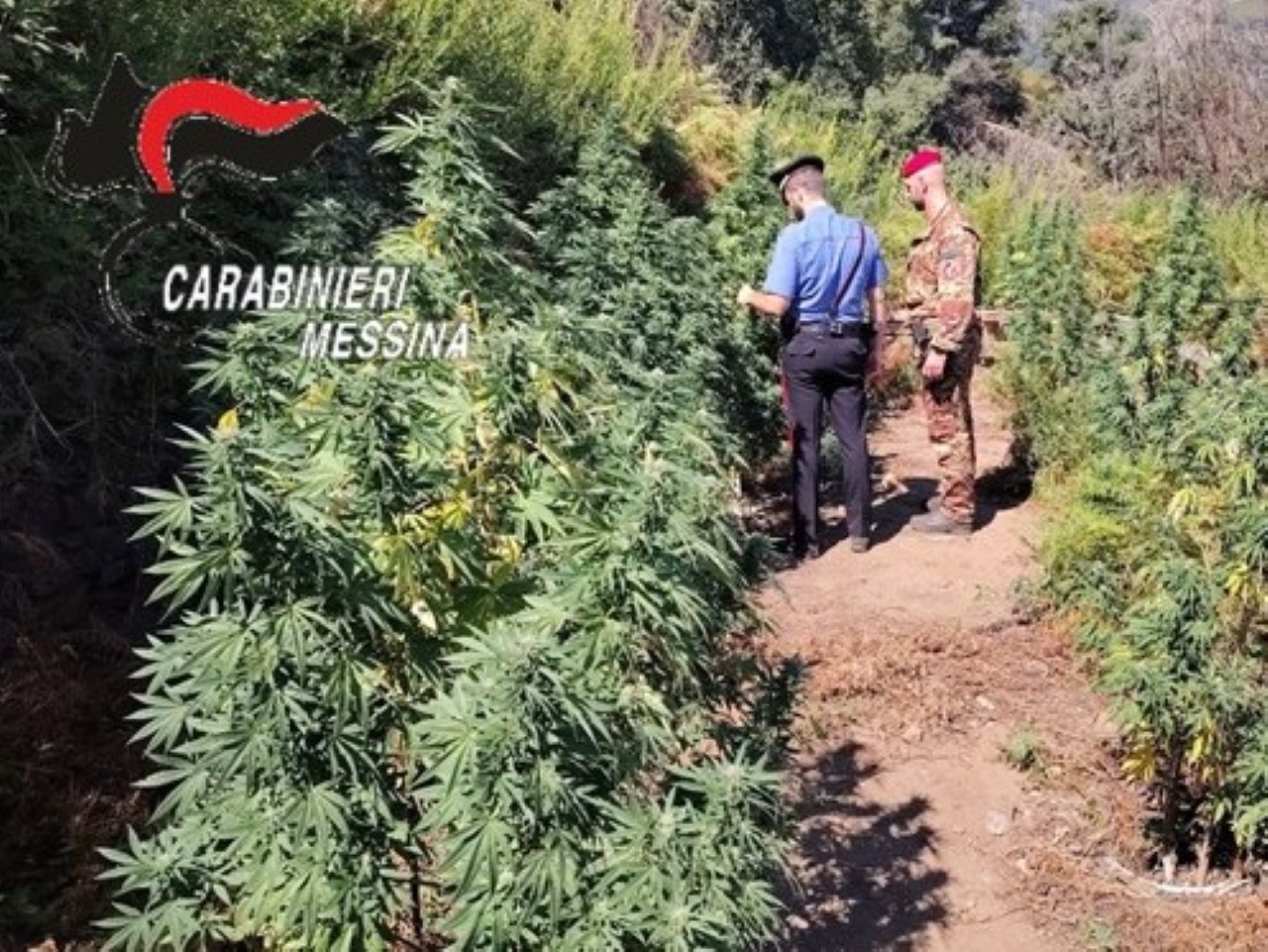 Scoperta una piantagione di marijuana nel quartiere San Filippo di Messina: due arresti