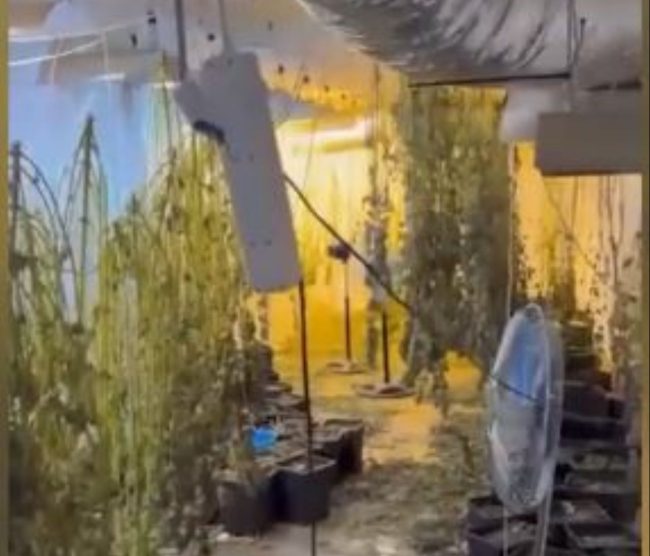 Scoperta una serra indoor in corso Tukory a Palermo: sequestrati 20 chili di marijuana – VIDEO