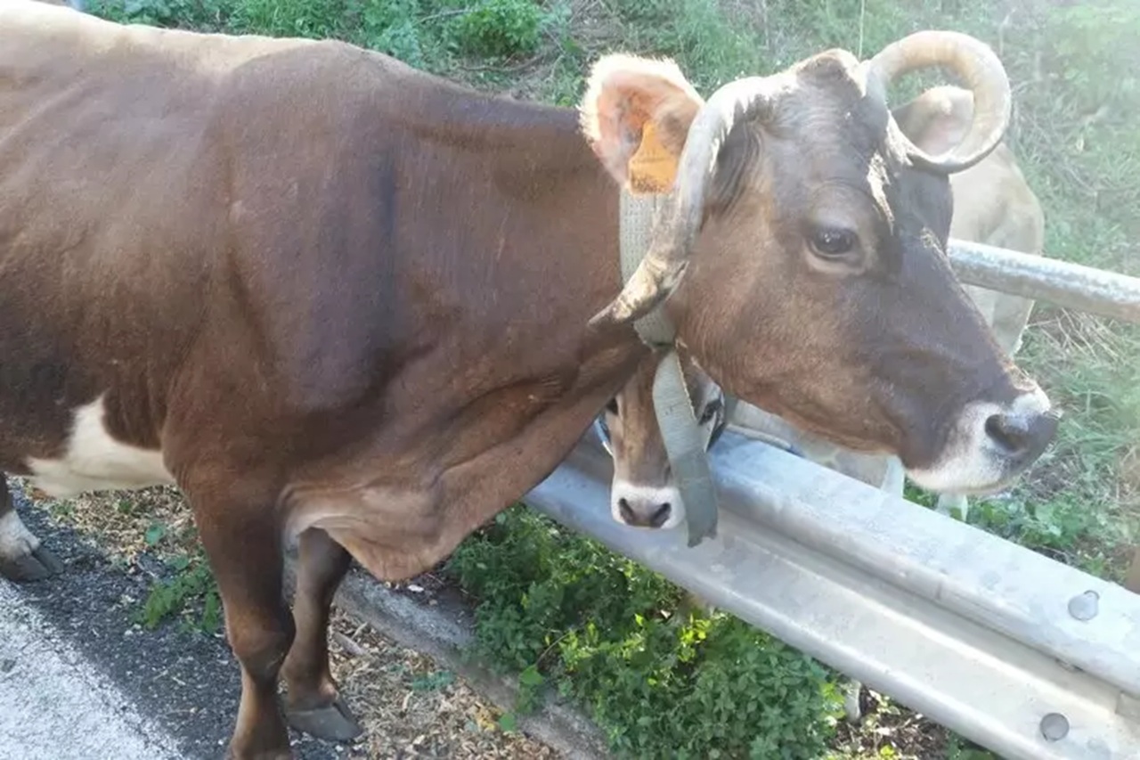 Torretta, 33enne in scooter investe una mucca: è grave in ospedale