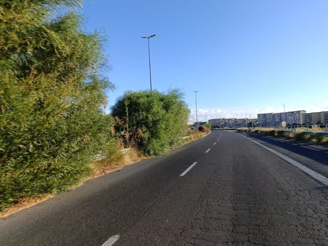 Catania, Asse Attrezzato invaso dal verde: l’appello di Salvo Spadaro al Comune
