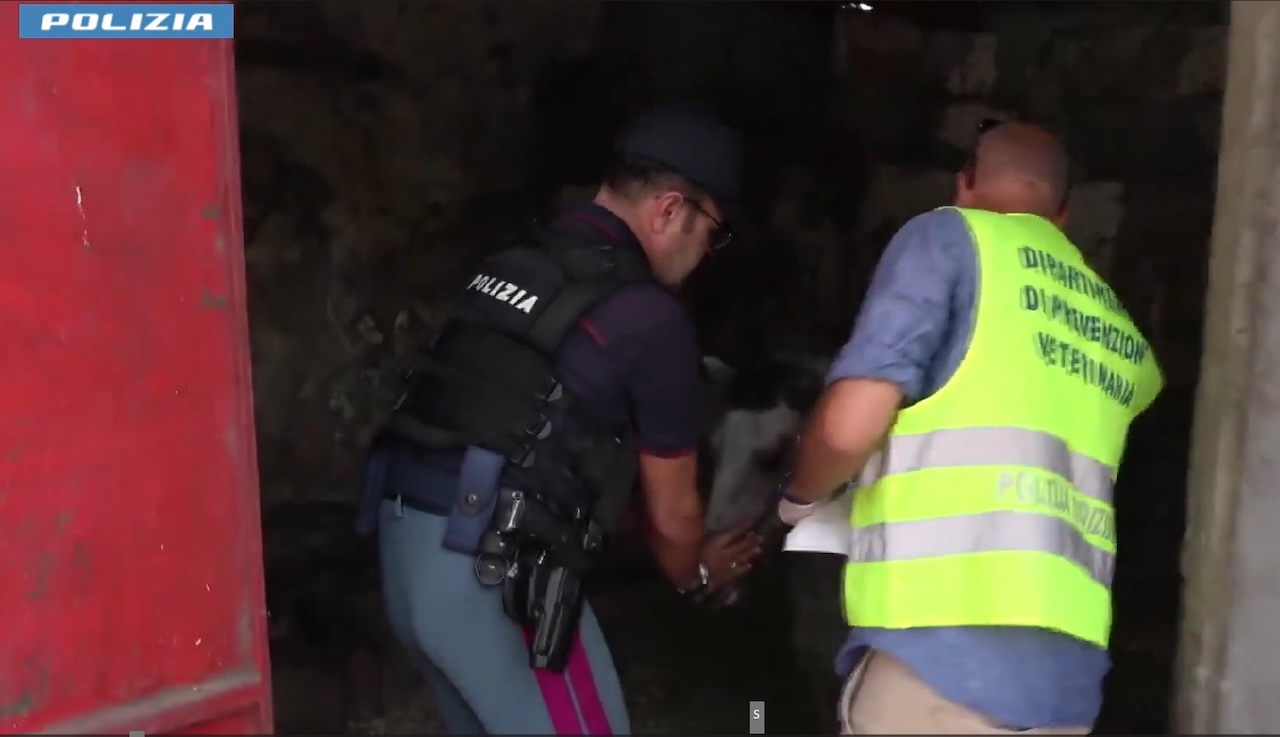 Maxi-controlli a San Cristoforo: sequestri, multe e una stalla abusiva con animali maltrattati