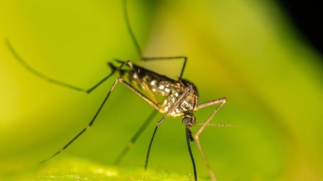 Un caso di West Nile Virus a Giardini Naxos