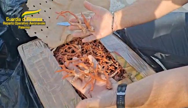 Maxi sequestro di 700 kg di corallo rosso nel Canale di Sicilia: tre persone segnalate