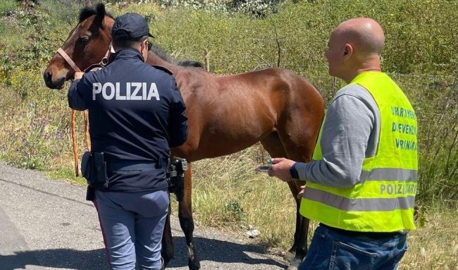 Cosa è emerso dai controlli sul proprietario del cavallo morto alla Circonvallazione di Catania