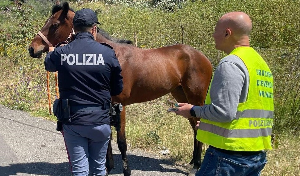Cosa è emerso dai controlli sul proprietario del cavallo morto alla Circonvallazione di Catania