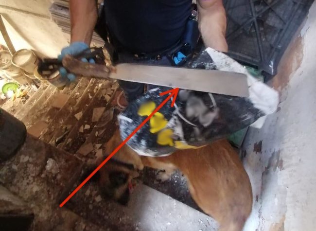 Controlli a tappeto tra San Berillo e Faro Biscari: sanzioni per 49mila euro a Catania
