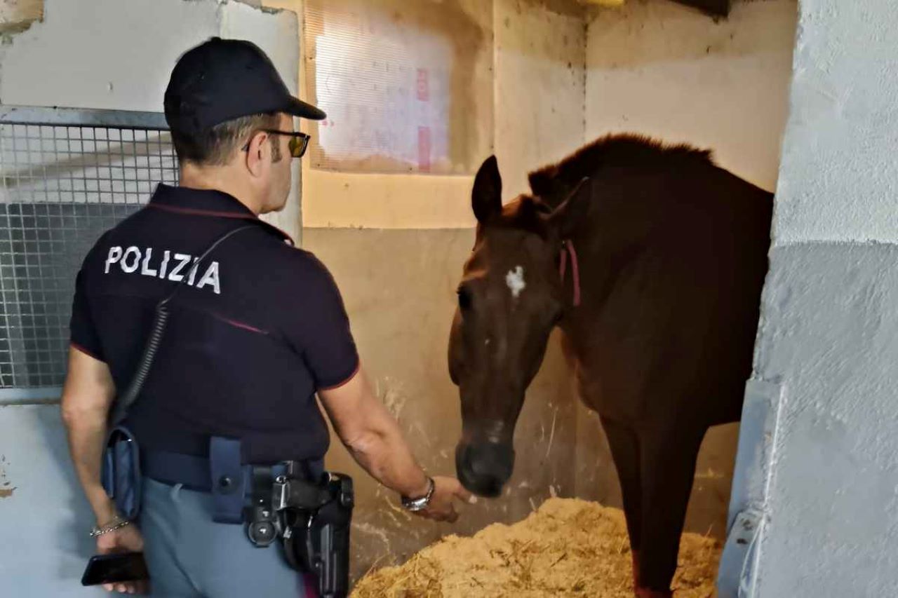 Controlli nel quartiere San Cristoforo di Catania: scoperta stalla abusiva e denunciato 52enne