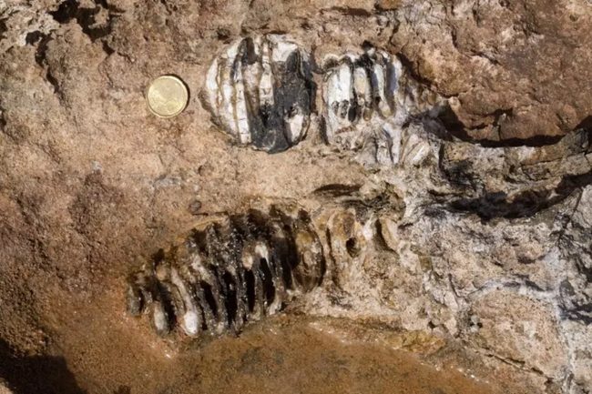 Fontane Bianche, scoperti i resti di un elefante nano del Pleistocene