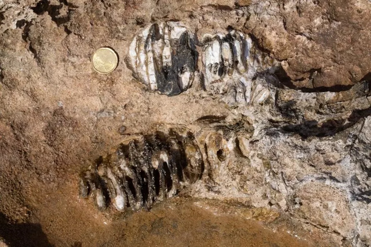 Fontane Bianche, scoperti i resti di un elefante nano del Pleistocene