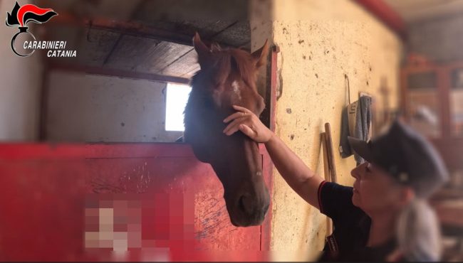 Dai video sui social alle frustate: scoperto giro di corse tra cavalli sull’Etna