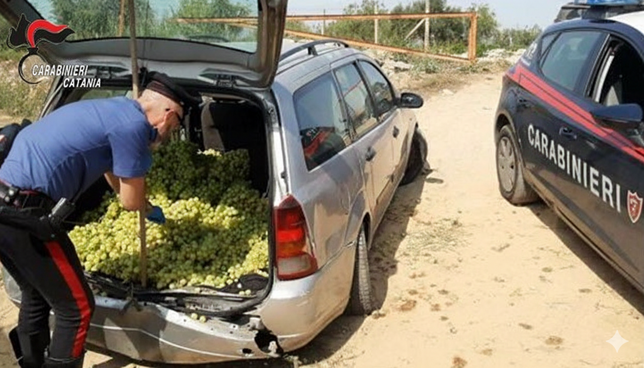 Beccati con quasi 400kg d’uva rubata in auto: due arresti nel Catanese
