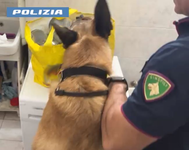 Catania, sequestrata 60mila euro di droga: due arresti grazie al fiuto di Maui