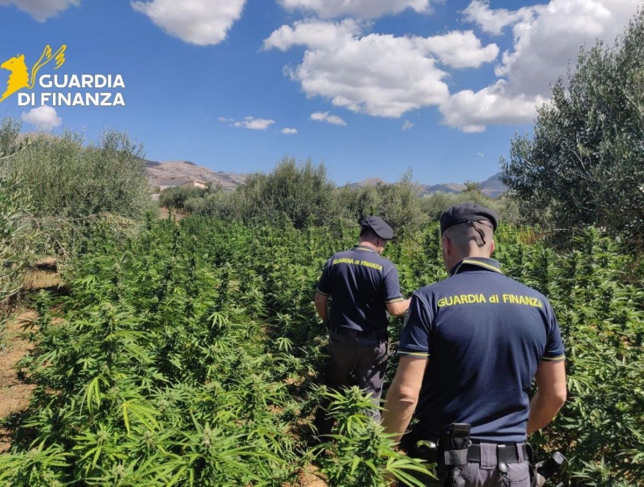 Partinico, scoperta e sequestrata piantagione di marijuana dal valore di circa 3 milioni di euro