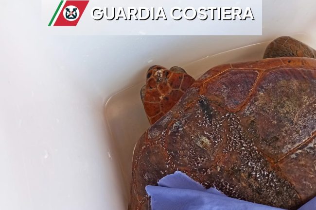 Trapani, salvata una tartaruga “Caretta caretta” in difficoltà nelle acque di Bonagia